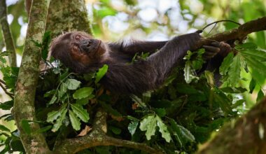 My sleepless night in a chimpanzee nest