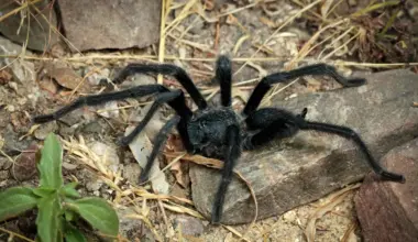 These bizarre new tarantulas turn mating into a fight for survival