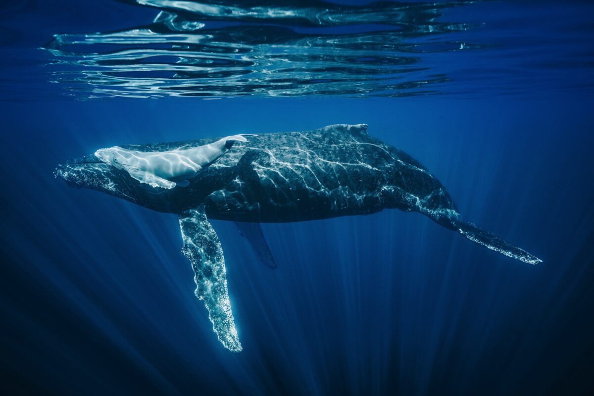 Newborn Humpback Calf And Its Mother