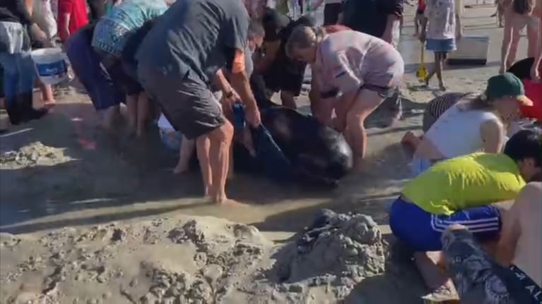 Four pilot whales died in a stranding on Ruakākā Beach in 2024.