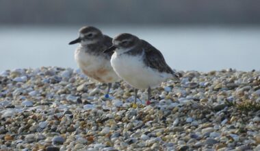 Dotterel surge credited to predator poisoning