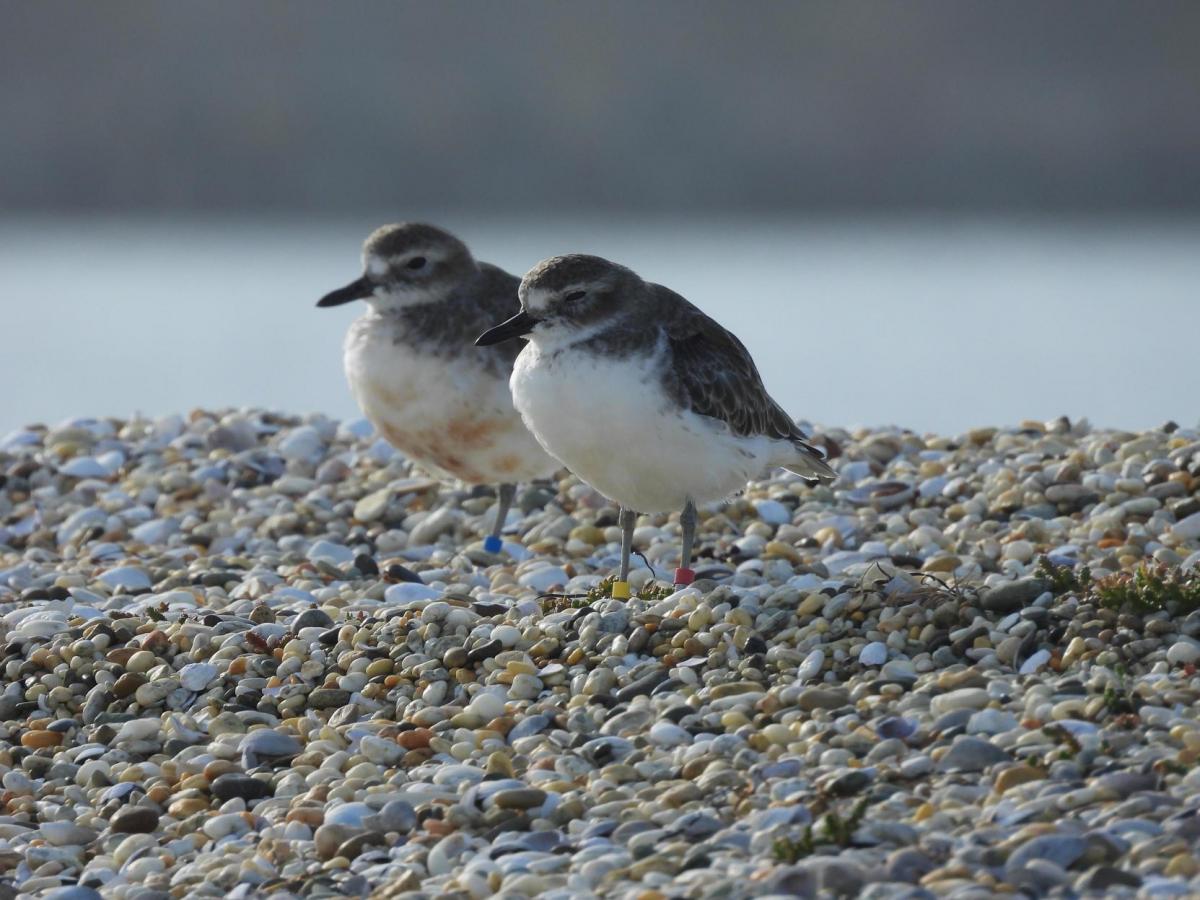 Dotterel surge credited to predator poisoning