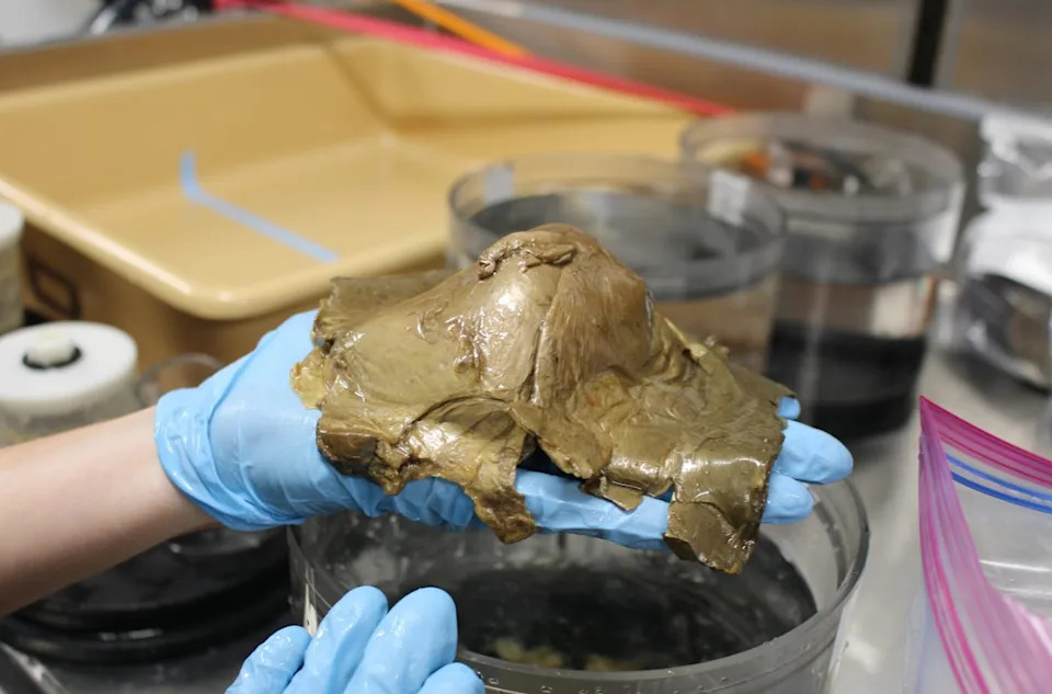 This unidentified specimen photographed in the wet lab of NOAA Ship Okeanos Explorer.
