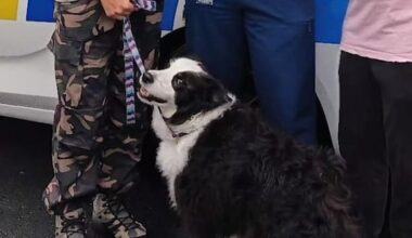 Dog stolen with car, driven at high speeds across Auckland