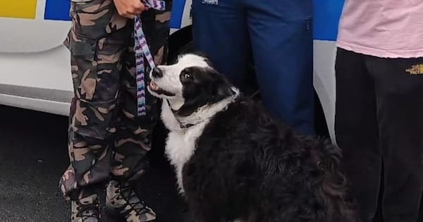 Dog stolen with car, driven at high speeds across Auckland