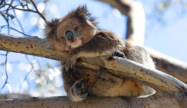 Australia's koalas are blighted with deadly chlamydia. One island could hold the key to their survival
