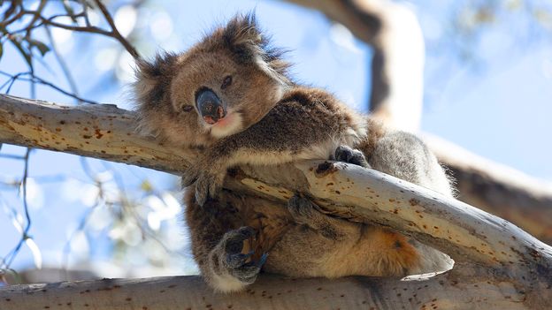 Australia's koalas are blighted with deadly chlamydia. One island could hold the key to their survival