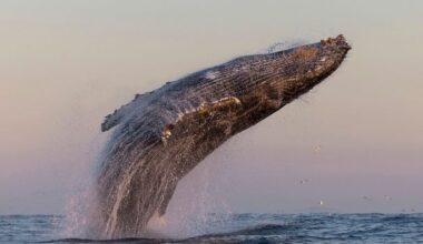 Humpback whales are forming super-groups