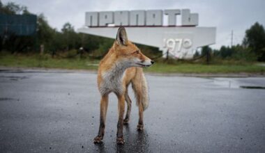 Chernobyl's wildlife is different, but not in the ways you might think