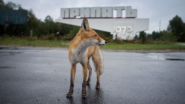 Chernobyl's wildlife is different, but not in the ways you might think