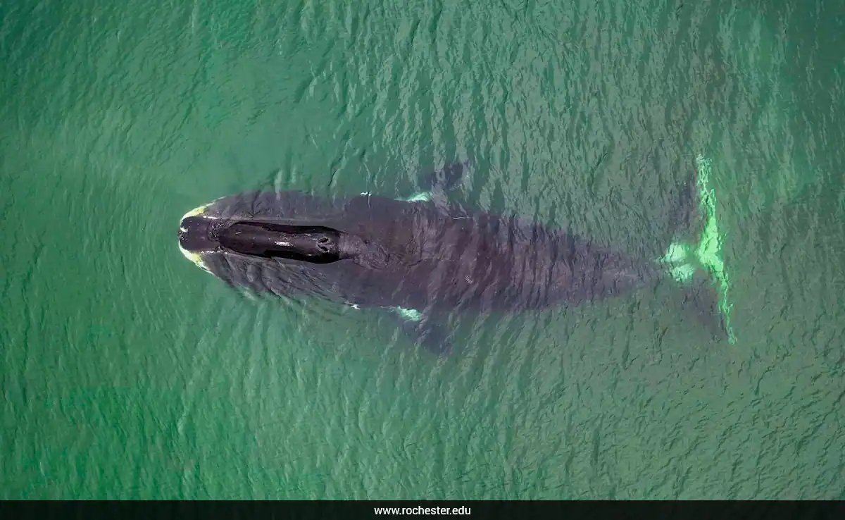 A Protein Found In Whales Could Help Humans Live Up To 200 Years: Study
