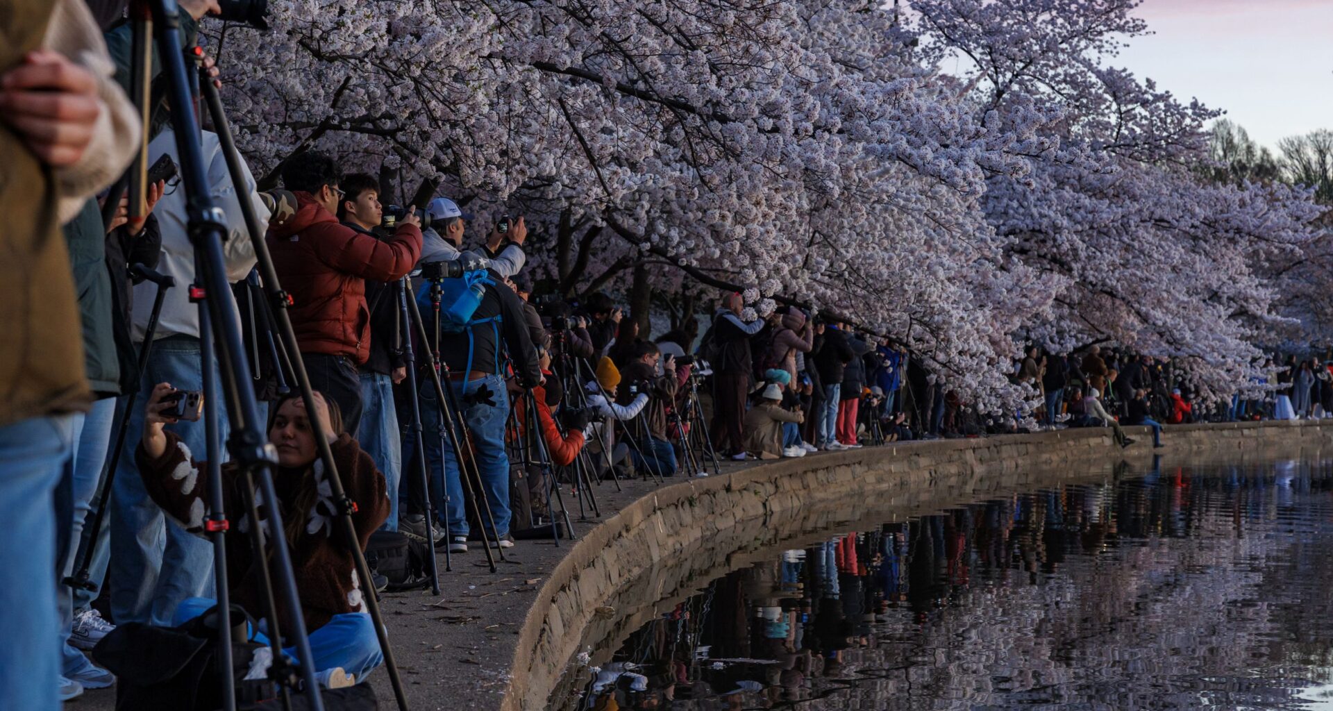 There’s a key problem with viral photo locations, and this cherry blossom photo illustrates that problem perfectly!