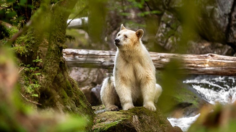 ‘You want to cry’: Photographer’s rare access to Canada’s mysterious spirit bears