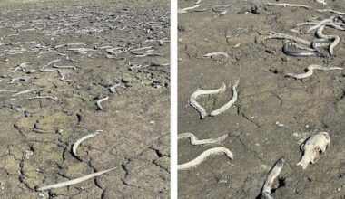 'Devastating' scenes as wildlife lay dead on dry Manawatū lakebed