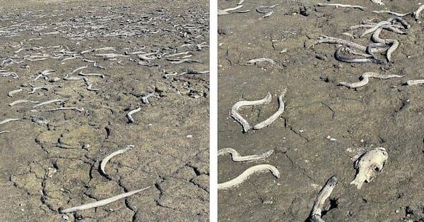'Devastating' scenes as wildlife lay dead on dry Manawatū lakebed