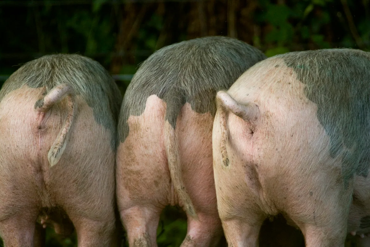 Three pigs side by side, rear view.