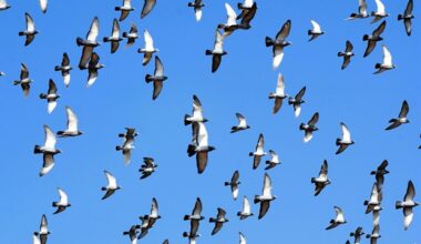Waterfowl movement patterns influence spread of avian influenza outbreaks