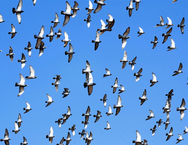 Waterfowl movement patterns influence spread of avian influenza outbreaks