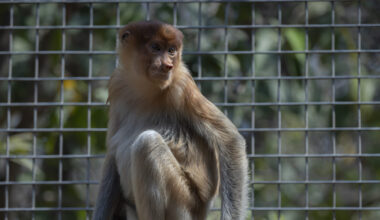 Experts flag trafficking after monkey endemic to Borneo is found in Thailand