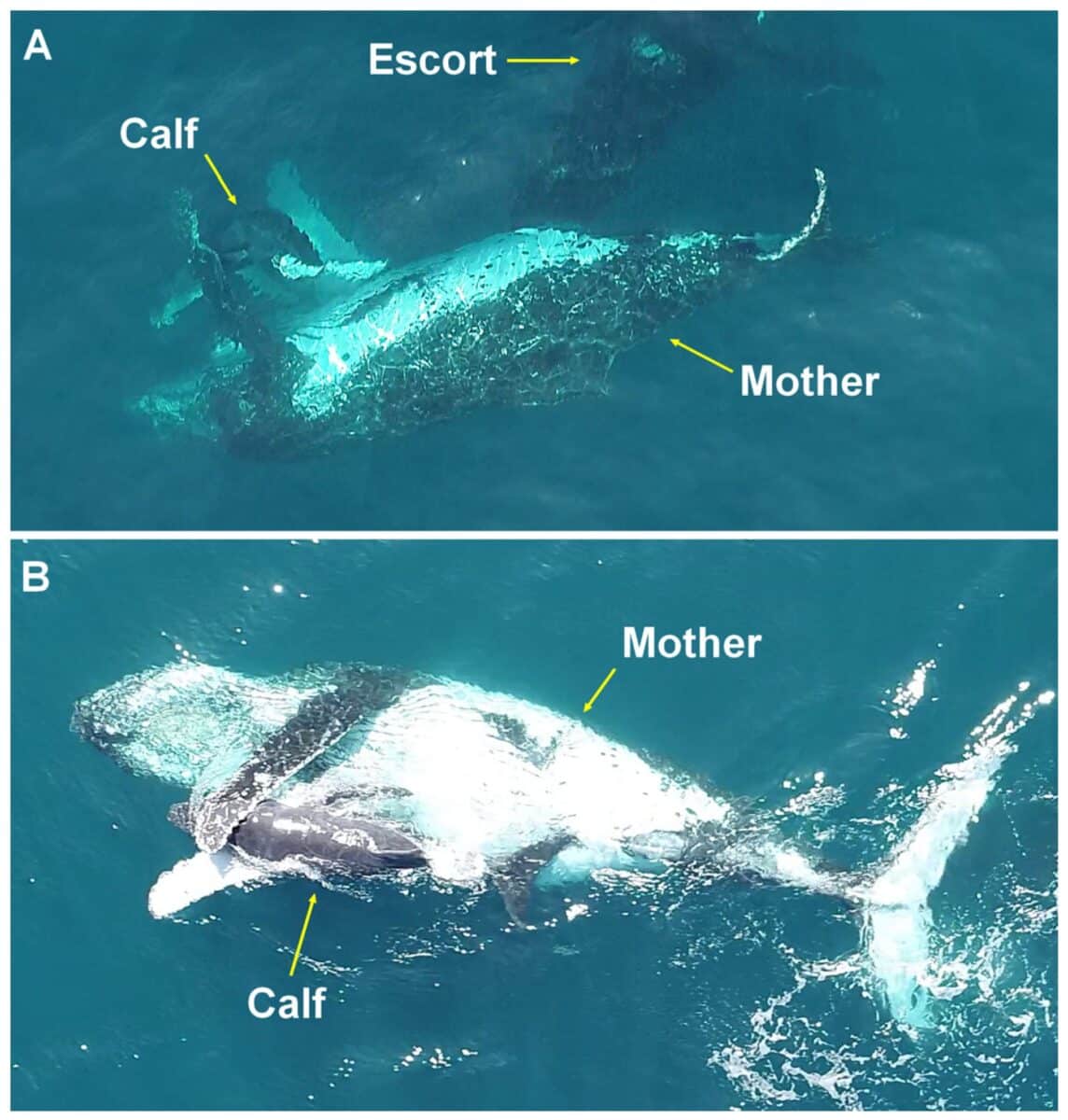 Protective Behaviors Of A Calf Toward Escorts In A Competitive Group At Abrolhos Bank, Brazil
