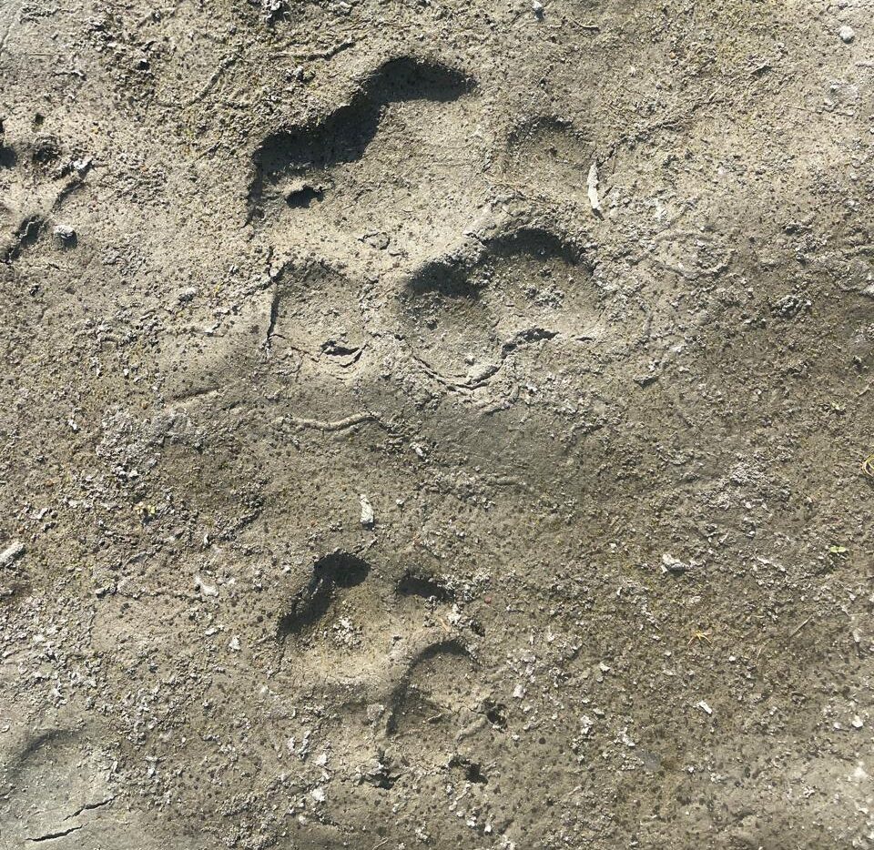 Forest officials say that since the camera trap images were captured, they also spotted some pug marks of another tiger, indicating the presence of several individuals. Image by Mridu Paban Phukan.