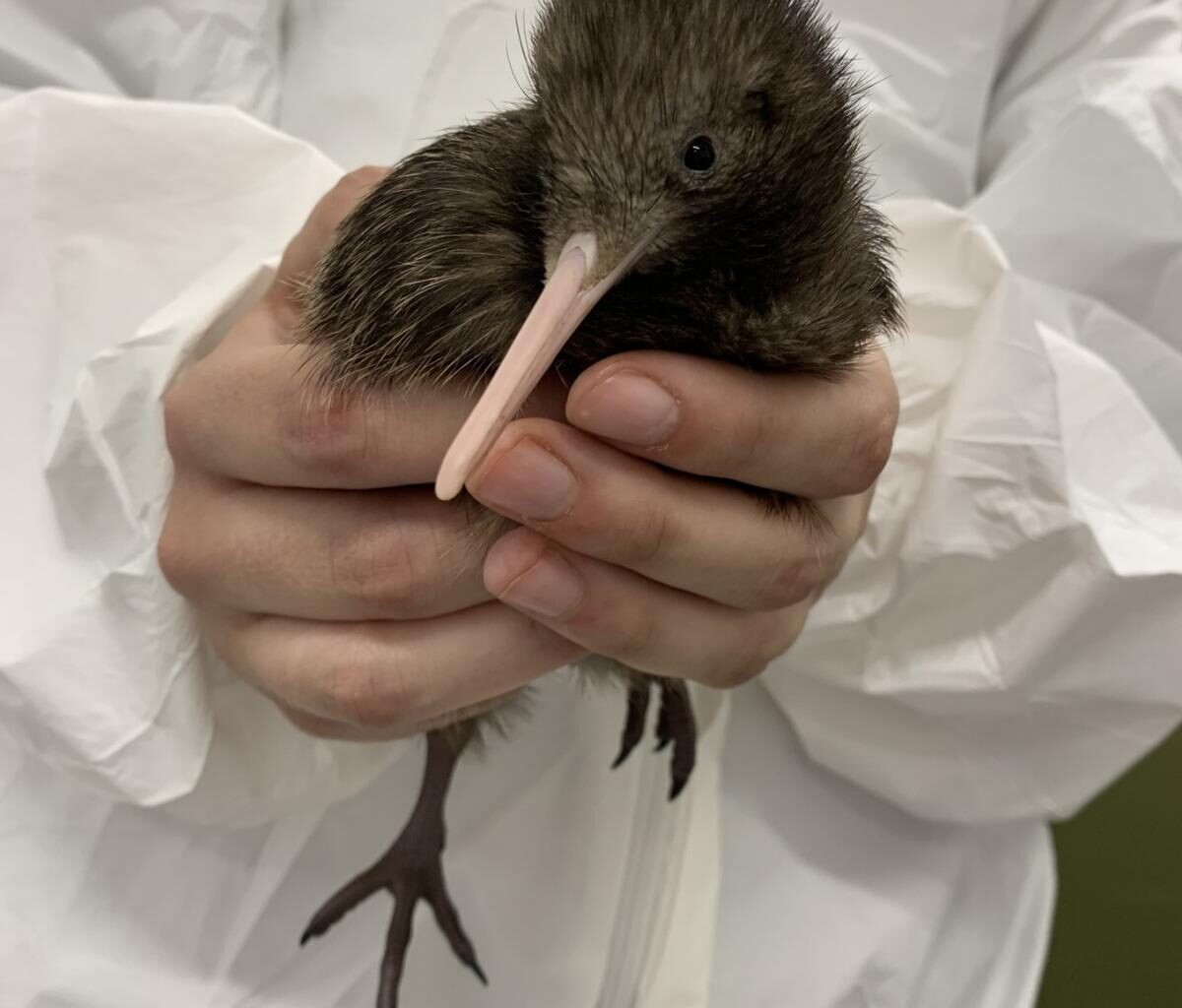 Party planned for kiwi chick
