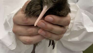 Party planned for kiwi chick