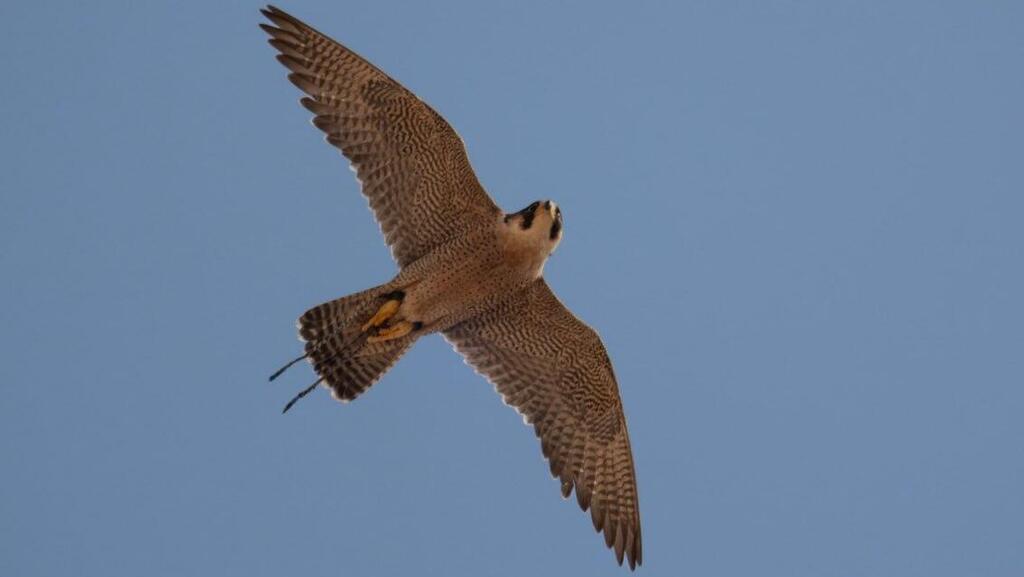 The leather strips are clearly visible on the falcon's legs (Photo: Ayalon Gur, Israel Nature and Parks Authority) רצועות העור נראות היטב על רגלי הבז