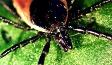 Blocking tick saliva could stop deadly infections • healthcare-in-europe.com