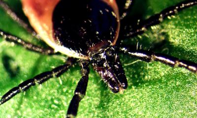 Blocking tick saliva could stop deadly infections • healthcare-in-europe.com