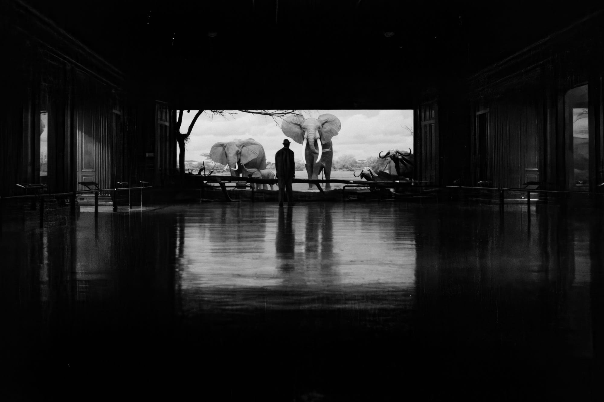 a black-and-white photograph by Daniel Sackheim in a noir style of a man looking at a diorama of elphants