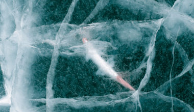 Scientists Revived A 24,000 Year Old Animal Frozen In Siberia, It Woke Up And Started Reproducing