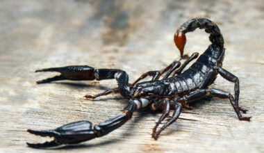 Scorpions' stingers are fortified with metals like zinc and iron