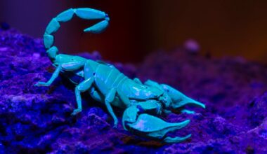 Scorpions Reinforce Their Deadly Claws And Stingers With Heavy Metals : ScienceAlert