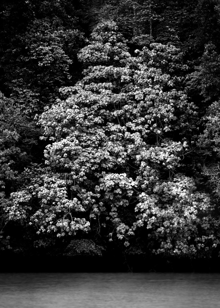 Black-and-white photograph of dense riverside forest reflected above still water by Scott Perkins.