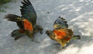 Feisty disabled kea ruling the roost