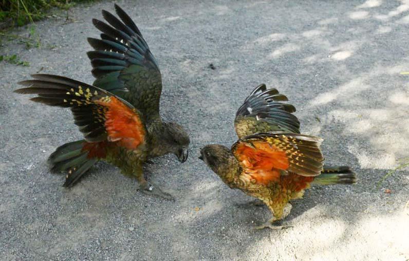 Feisty disabled kea ruling the roost