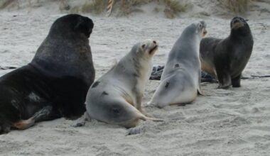 Major milestone for Otago sea lions
