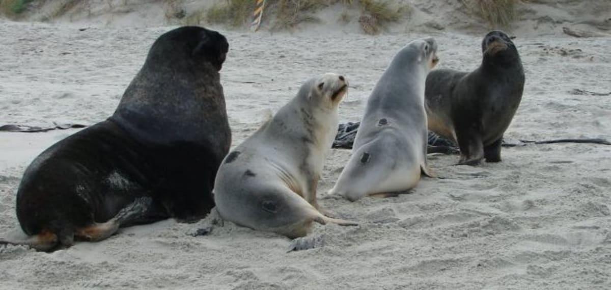 Major milestone for Otago sea lions