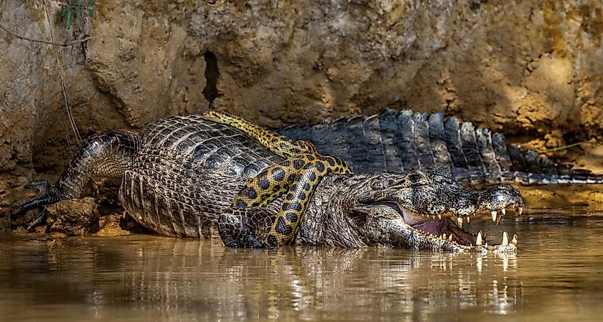 Anaconda vs caiman