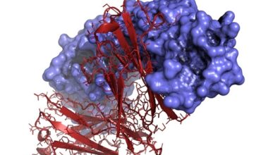 Scientists find unexpected immune pathways for mRNA cancer vaccines