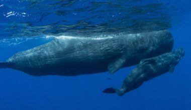 Sperm Whales — They’re Just Like Us