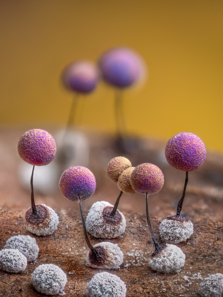 Barry Webb’s Macro Photos Reveal the Hidden, Colorful World of Slime Molds