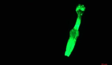 A fluorescing C. elegans worm. Credit - University of Exeter