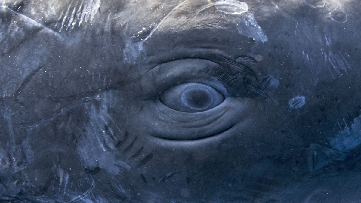 Scientists Found Human Speech-Like Patterns in Sperm Whale Clicks : ScienceAlert