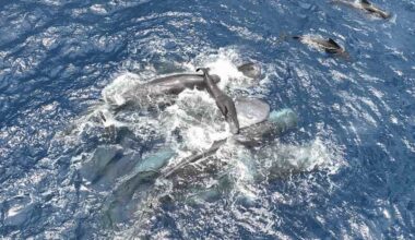 A pod of orcas surrounds and attacks a whale calf in turbulent blue ocean water, with several dark shapes visible beneath the surface and splashes where the animals break through.