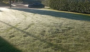 Why spider webs have blanketed towns across the North Island