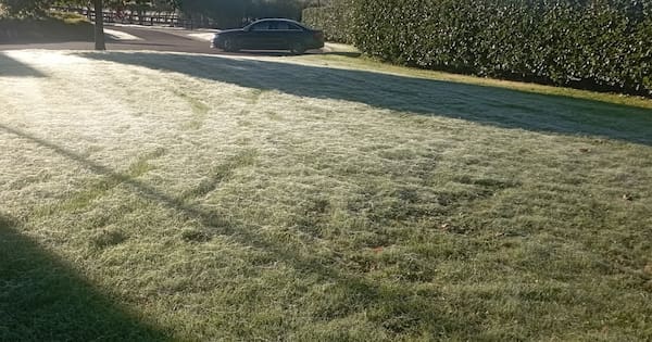 Why spider webs have blanketed towns across the North Island