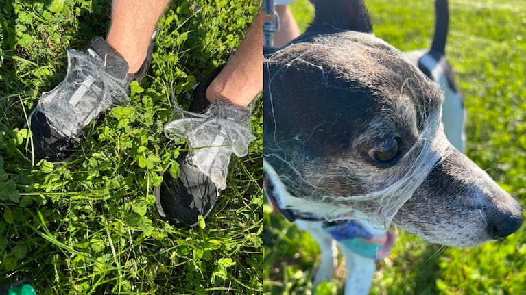 Spider webs covered a Hastings resident and her dog out for a walk yesterday.