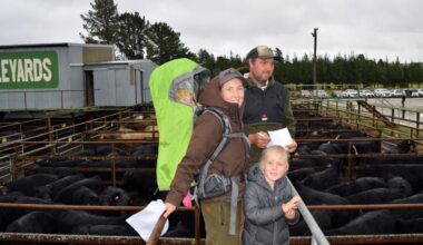 Strong demand for every class of calves on offer in East Otago